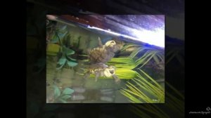 Животные улыбаются