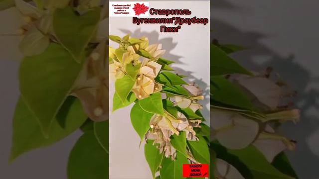 Бугенвилия