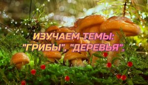 Грибы. Деревья.