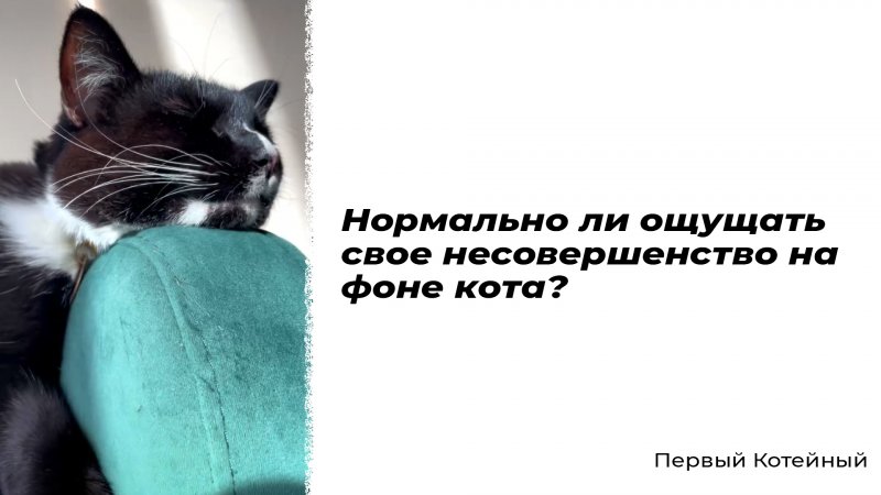 Нормально ли ощущать своё несовершенство на фоне кота?