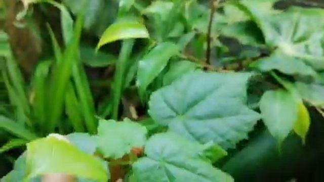 Занесла колеусы с балкона. Мои комнатные цветы на стеллаже. Октябрь 2021 г. смотреть онлайн