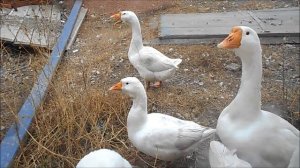 Гуси тоже умеют разговаривать.