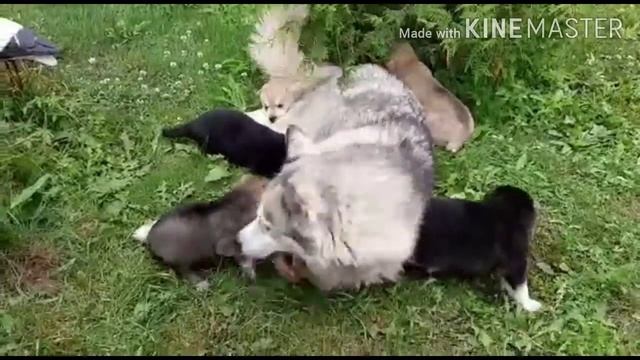 Щенки Хаски Открыли Глазки смотреть онлайн