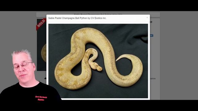 21 Ball Python Morphs with Problems!