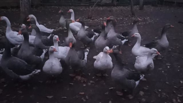 7 ноября 2023 г. смотреть онлайн