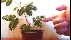 Дрессировка растений