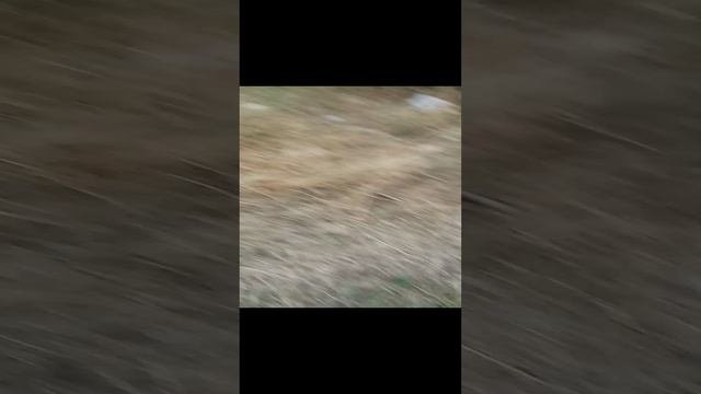 нашли тропинку в лесу.  дом людоеда