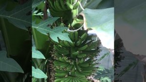 Выращиваем бананы в теплице        We grow bananas