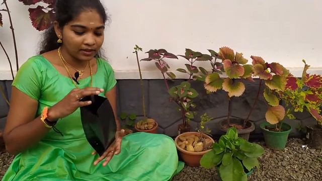 Kalanchoe plant caring and propagation/കലാഞ്ചിയ പൂക്കൾ തഴച്ചു വളരാൻ ഇങ്ങനെ ചെയ്താൽ മതി смотреть онлайн