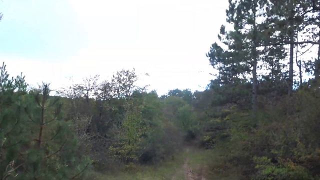 Крымчане все в лес. Открыт грибной сезон. Грибы попёрли. Крым сбор грибов. Грибы Крыма смотреть онлайн