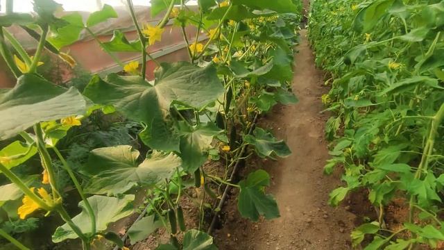 26 апреля первый сбор огурчиков  формирование куста огурчика .