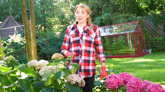 СЕКРЕТ ЦВЕТЕНИЯ ГОРТЕНЗИЙ смотреть онлайн