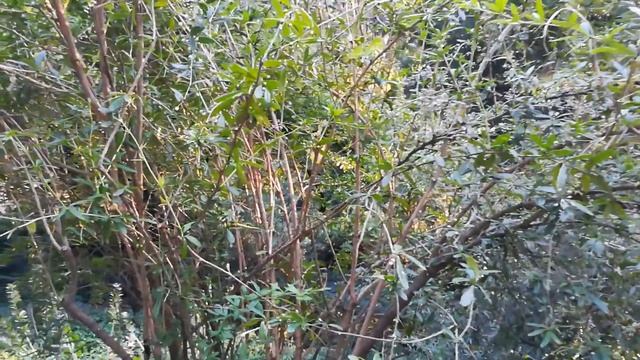 Барбарис смотреть онлайн