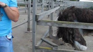 Как бьет страус :)