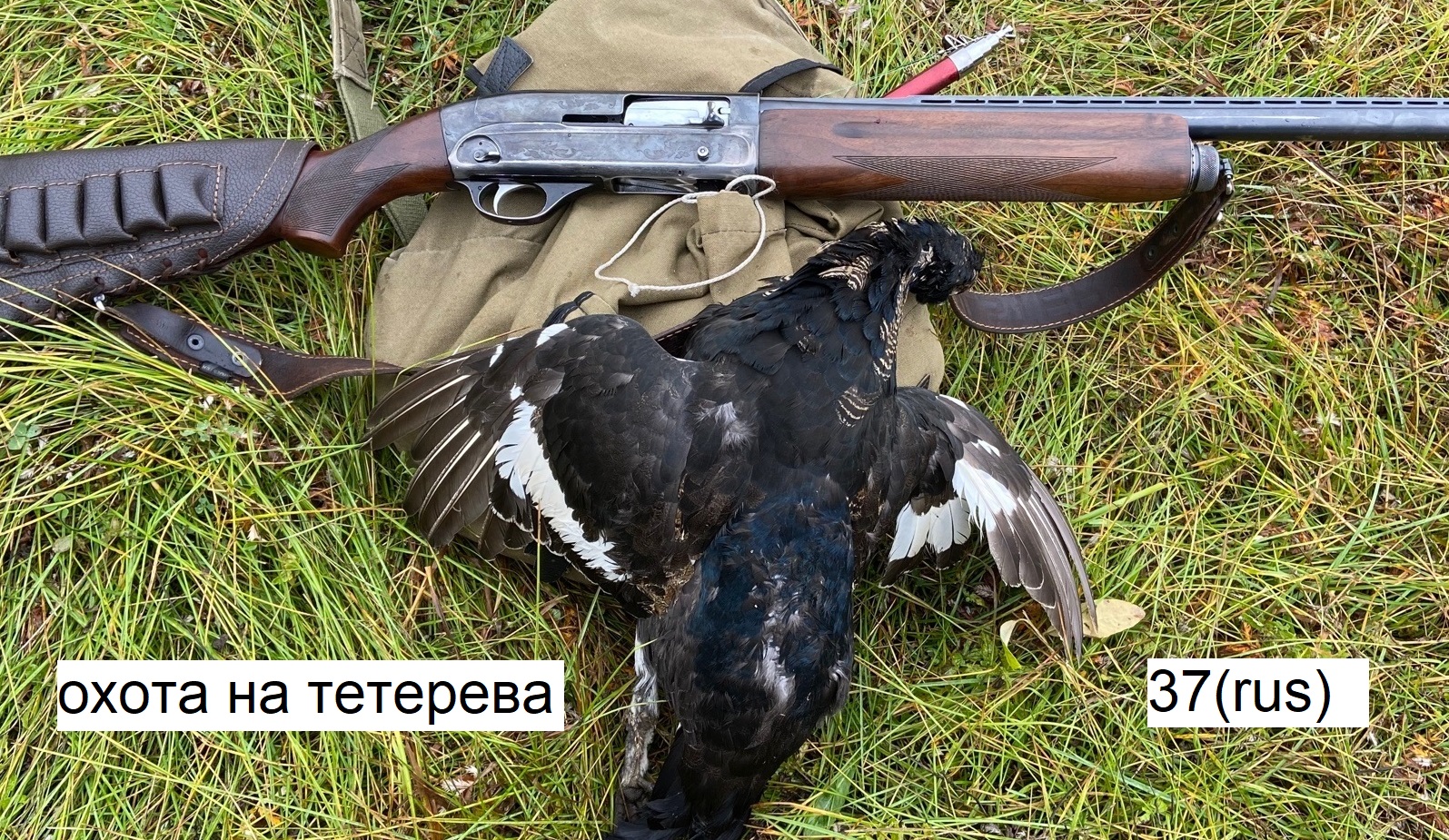 Охота на тетерева. Охота на тетерева осенью 2022
