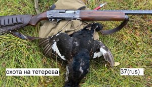 Охота на тетерева. Охота на тетерева осенью 2022