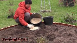 Нарциссы: посадка и весенний уход
