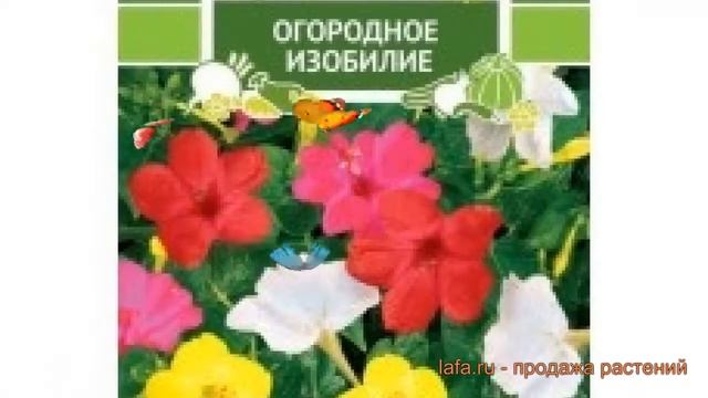 Мирабилис обыкновенный Серенада (serenada) ? Серенада обзор: как сажать, семена мирабилис Серенада
