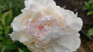 Пионы отечественной селекции и стран СНГ. Сорта. Часть 5.