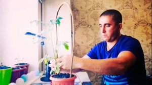 Дуговая опора для помидор/Выращиваем помидоры на балконе/Балконное чудо//