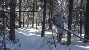 Соболя и рябчики, таежная добыча, таежный промысел, тайга Часть 2