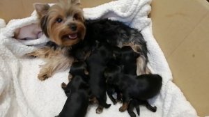 ЩЕНКИ ЙОРКИ ДВЕ НЕДЕЛИ