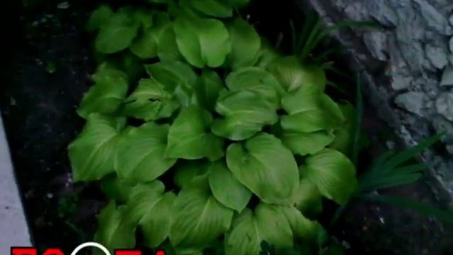 Полив цветов Рябина Черёмуха не белая Бизнес вопросы смотреть онлайн