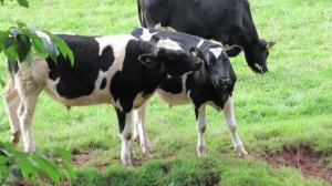 Kids Cow Videos With Mooing Sound / cows mooing / Мычание коровы