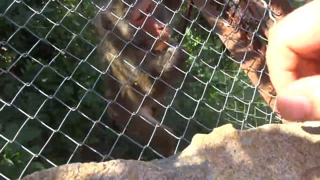 Парк Тайган, обезьяны смотреть онлайн