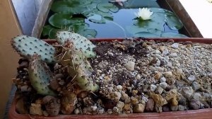 Размножение садовой опунции в июле.Все секреты колючей красотки сегодня для вас.