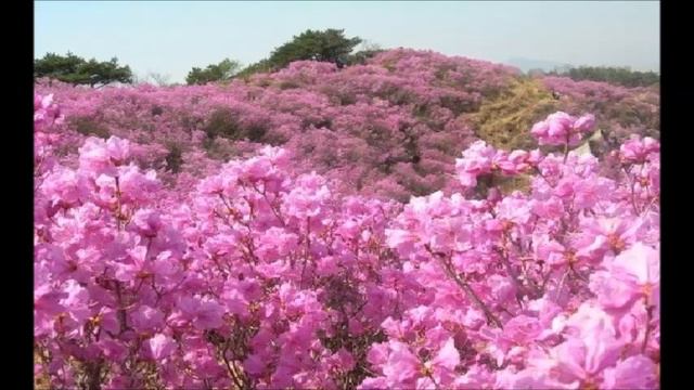 진달래꽃 (Azalea) piano смотреть онлайн