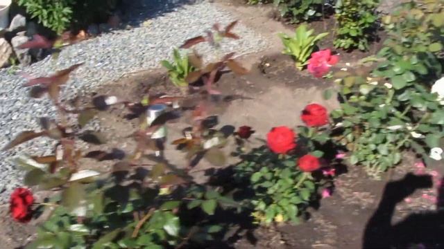 #обзор# дачи 15 июля смотреть онлайн