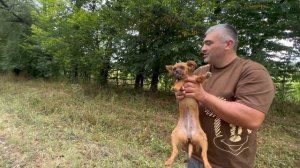 СПАСЛИ ОТ ГОЛОДНОЙ СМЕРТИ ТОЙТЕРЬЕРА В ЛЕСОПОЛОСЕ