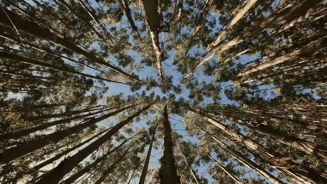 Великолепный шум ветра в лесу поможет вам полностью погрузиться в атмосферу природы ! смотреть онлайн