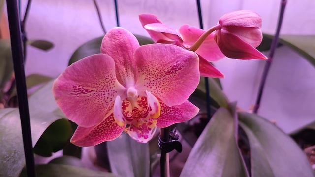 Мой цветущий подоконник. Распустились новинки🌺🌿😊#голландскиеорхидеи #орхидеифаленопсис#фаленопсис