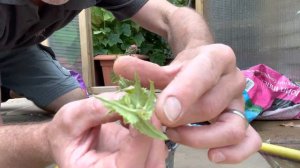 How To Propagate Diascia Personata,  How To Take Diascia Personata Cuttings, Plant Propagation