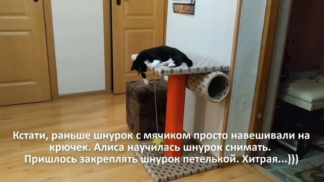 2019-06-30 "Кошка играет на трубе"! Когтеточку Алисы усовершенствовали. смотреть онлайн