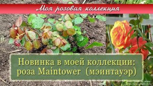 Новинка в моей коллекции: роза Maintower  | Vlog Дача как есть. Хроника 23.05.2023