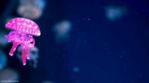 Aquarium 4K VIDEO (ULTRA HD) - Sea Animals With Relaxing Music - Rare & Colorful Sea Life Video