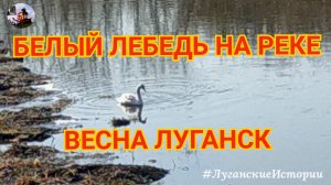 Белый лебедь на реке. Весна. Луганск 2024.