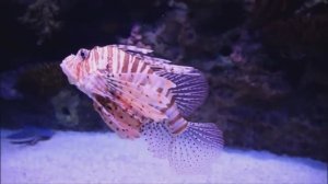 Красота подводного мира