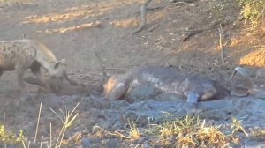 Вот Почему Гиены Самый Опасны Хищник! Сумасшедшие Битвы