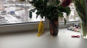 Попугай какарик радуется 🦜