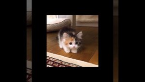 эндшпиль я подарю