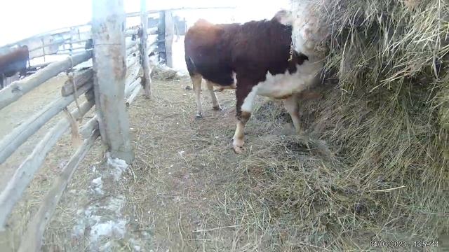 Бык на племя.(Для Авито) смотреть онлайн