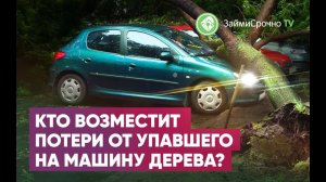 Упало дерево на автомобиль, куда идти? Кто возместит ущерб?