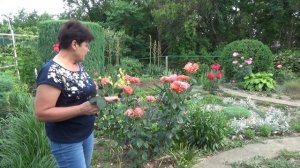 Как я обрезаю розы еще ВО ВРЕМЯ ЦВЕТЕНИЯ