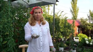 Посадка жимолости