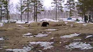 Испытания лаек по медведю.