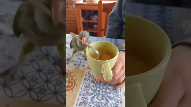 Попугай мешает чай